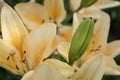 Beautiful orange yellow lilies flowers close up. Royalty Free Stock Photo