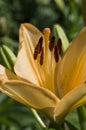 Beautiful orange yellow lilies flowers close up. Royalty Free Stock Photo