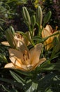 Beautiful orange yellow lilies flowers close up. Royalty Free Stock Photo