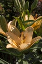 Beautiful orange yellow lilies flowers close up. Royalty Free Stock Photo