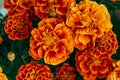 Beautiful orange-yellow marigolds close-up. Bright and colorful garden flowers. Selective focus, blurred background. Royalty Free Stock Photo