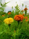 Beautiful orange and yellow Marygold flowers Royalty Free Stock Photo