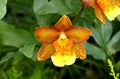 Beautiful orange and yellow Oncidium orchid flower Royalty Free Stock Photo