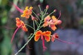 Beautiful orange, yellow and pink cluster of Thai flowers, in a lush Bangkok garden.