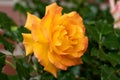 Beautiful orange-yellow rose. Leaves in the background in defocus Royalty Free Stock Photo