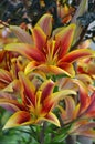Tropical tiger lilies