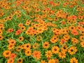 Beautiful orange Zinnia flowers garden,orchard Royalty Free Stock Photo