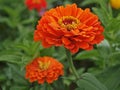 Beautiful orange zinnia park flowers blooming Royalty Free Stock Photo