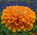 Beautiful orange zinnia park flowers blooming Royalty Free Stock Photo