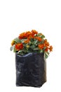 Orange Zinnia violacea Cav flower bloom and growing in black plastic bag for nursery in the garden isolated on white background. Royalty Free Stock Photo