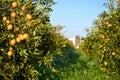 beautiful oranges in the garden in winter in Cyprus 2