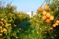 beautiful oranges in the garden in winter in Cyprus 1