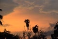 Beautiful orangesky and trees