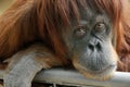 Beautiful orangutan looking into the camera Royalty Free Stock Photo