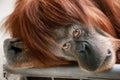 Beautiful orangutan looking into the camera Royalty Free Stock Photo