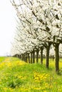 Beautiful orchard in spring white bud blossom in a green grass a Royalty Free Stock Photo