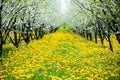 Beautiful orchard with yelow dandelions