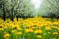 Beautiful orchard with yelow dandelions Royalty Free Stock Photo