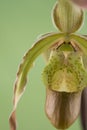 Beautiful Orchid Royalty Free Stock Photo