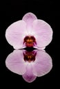 Beautiful orchid