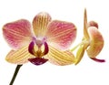 Beautiful orchid