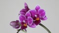 Beautiful orchid abode of intense color and a lot of beauty