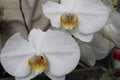 Beautiful orchid blooming in a garden with a white brick wall background