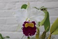 Beautiful orchid blooming in a garden with a white brick wall background