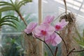 Beautiful orchid blooming in a garden with a white brick wall background