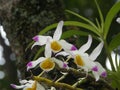 Beautiful orchid blooming