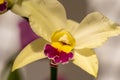 Beautiful orchid blossom in spring time