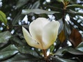 Bloomed orchid Flowers