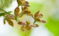 Beautiful orchid with blur background