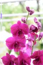 Beautiful orchid on blurred background ,selective focus. Royalty Free Stock Photo