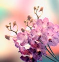 Beautiful Orchid border background