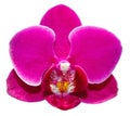 Beautiful orchid branch on abstract blurred background Royalty Free Stock Photo