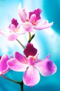 Beautiful orchid flower