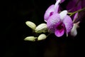 Beautiful orchid flower