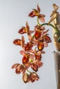 Beautiful orchid flower. Catasetum tupa variety. Branch peduncle with buds. A rare species of spotted orchid. Brown red Royalty Free Stock Photo