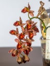 Beautiful orchid flower. Catasetum tupa variety. Branch peduncle with buds. A rare species of spotted orchid. Brown red Royalty Free Stock Photo