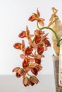 Beautiful orchid flower. Catasetum tupa variety. Branch peduncle with buds. A rare species of spotted orchid. Brown red Royalty Free Stock Photo