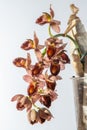 Beautiful orchid flower. Catasetum tupa variety. Branch peduncle with buds. A rare species of spotted orchid. Brown red Royalty Free Stock Photo