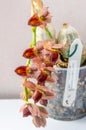 Beautiful orchid flower. Catasetum tupa variety. Branch peduncle with buds. A rare species of spotted orchid. Brown red Royalty Free Stock Photo