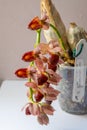 Beautiful orchid flower. Catasetum tupa variety. Branch peduncle with buds. A rare species of spotted orchid. Brown red Royalty Free Stock Photo