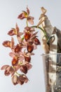 Beautiful orchid flower. Catasetum tupa variety. Branch peduncle with buds. A rare species of spotted orchid. Brown red Royalty Free Stock Photo