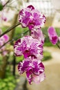 Beautiful orchid flower Royalty Free Stock Photo