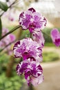 Beautiful orchid flower Royalty Free Stock Photo