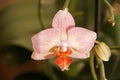 Beautiful Orchid flower.