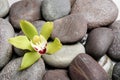 Beautiful orchid flower among different spa stones. Space for text Royalty Free Stock Photo