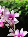 Beautiful orchid flower that enchants the garden. Royalty Free Stock Photo
